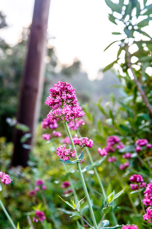 The major European Verbena flowers on a forest background.の写真素材
