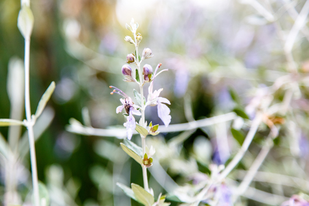 Large drops of dew or rain on the flowers, branches and leaves.の写真素材