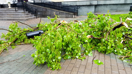 The aftermath of a hurricane. Broken trees, fallen road signs.