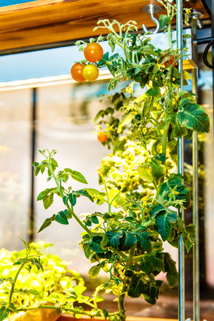 Cherry tomatoes growing on the windowsill, a Good illustration to the theme of the vegetable garden in the house.の写真素材