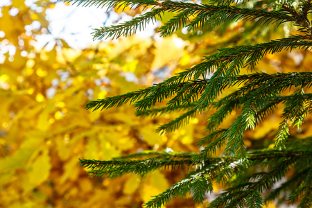 Yellow oak leaves on the tree. Autumn in Russia.の写真素材
