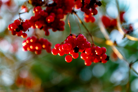 Ripe red viburnum berries hang on the branches.の写真素材