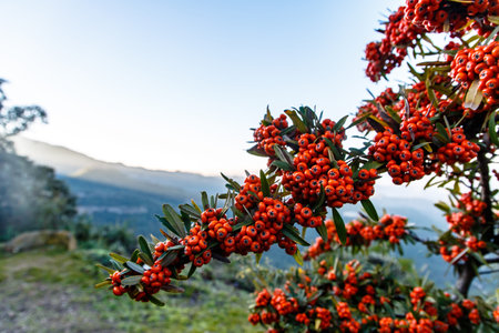 Red berries, like a mountain ash, on the background of mountains