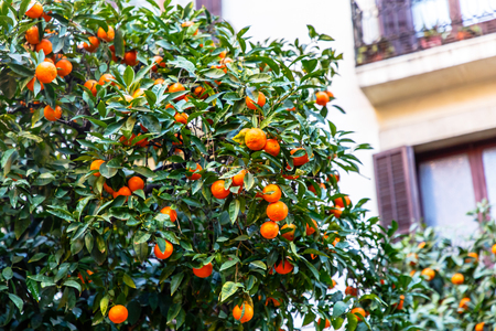 Tangerines grow on a tree in the cityの写真素材