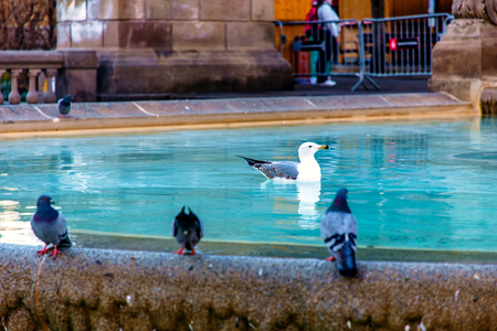 Seagull swimming in the fountain in the cityの写真素材