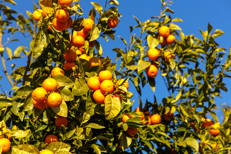 Tangerines grow on a tree against the blue skyの写真素材