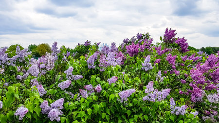 The lilac bushes against the backdrop of urban houses.