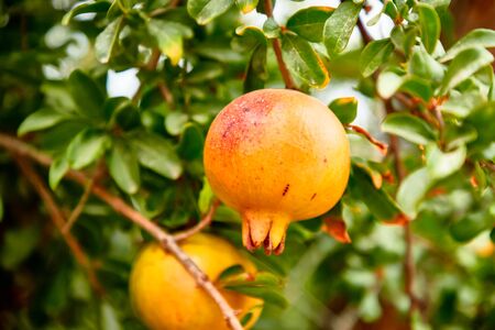 Young pomegranate fruits grow on a tree.の写真素材