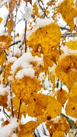 The first snow. Yellow and green leaves covered with snow.の写真素材
