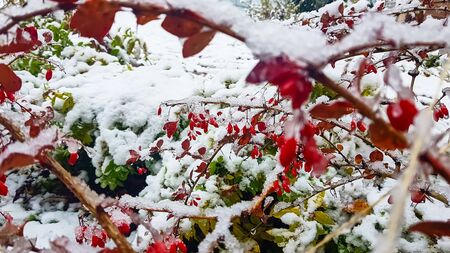 The first snow. Yellow and green leaves covered with snow.の写真素材