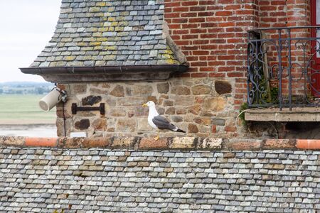 A Seagull sits on the tiled roof of a houseの写真素材