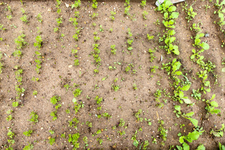 Bed with young shoots of greenery