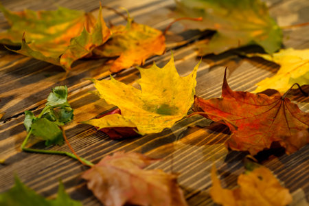 Yellow and red maple leaves lie on a dark wooden table