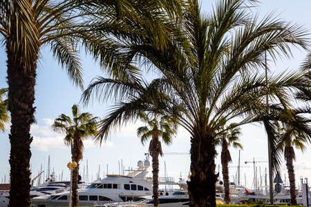 Palm trees on the seashore, white yachts are on the horizon in the marinaの写真素材