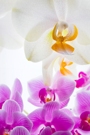 Detail of orchid flowers.の写真素材