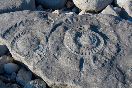 Fossil ammonites on a beach near Lyme Regis, Dorset, UK.の写真素材