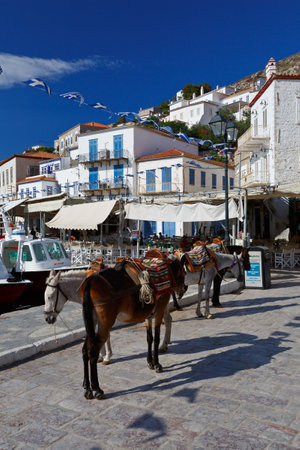 Mules on the quay in the centre Hydra waiting to be hiredのeditorial素材
