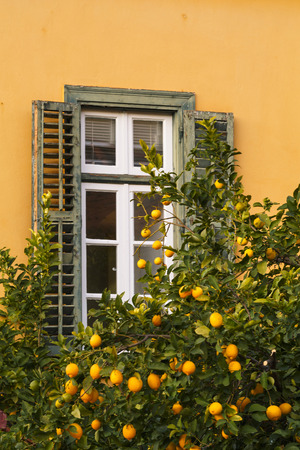 Lemon tree and a window in Plaka, the old town of Athens, Greece.の写真素材
