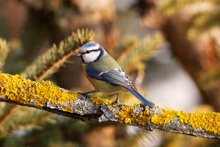 Blue titの写真素材