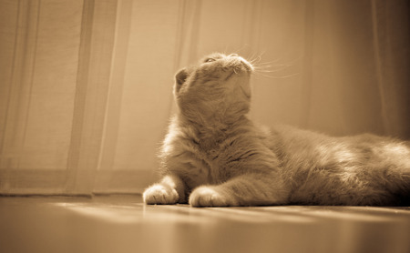 Lazy Red Scottish fold cat lies on the floor looking up it s whiskers are whiteの写真素材