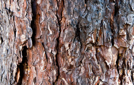 Wooden brown and grey backgound - tree bark material