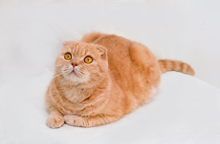 Red scottish fold cat aloneの写真素材