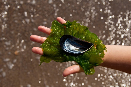Silver shell on childs hand and green alga