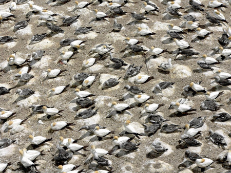 a gannet colony
