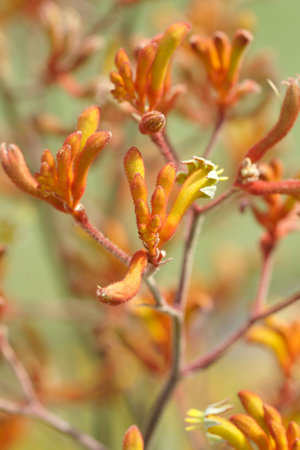 a bunch of the australian native plant Kangaroo Pawsの写真素材
