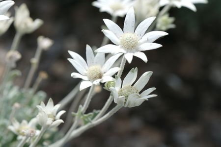 a few white Australian Native flowersの写真素材