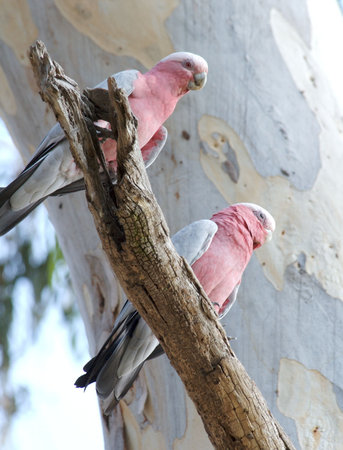 two galahs sitting on an old eucalyptus tree
