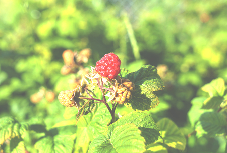 Raspberries on a branch in a garden.の写真素材