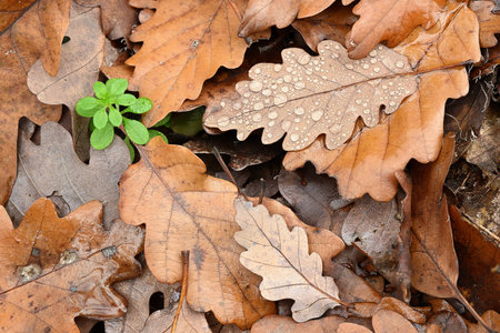Morning dew on an oak leaves lying on the ground with a small green plant