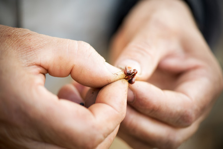 Fisherman hooks a worm on a fishing hook.の写真素材