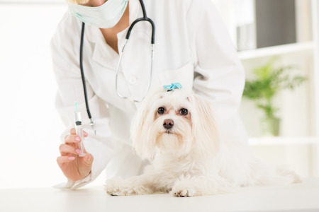 Young female veterinary vaccinating a maltese dog at the doctor's officeの写真素材