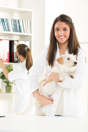 Young female vet with a cute beautiful dog の写真素材