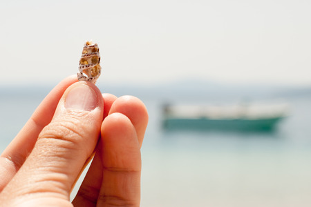 Men's fingers holding seashell at beach