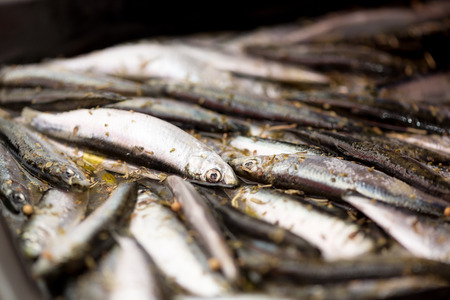 Fresh Smelts preparation for frying. Close-upの写真素材