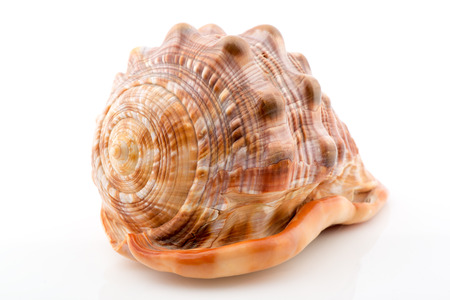 Sea shell on white background