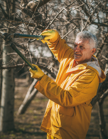 Mature smiling man pruning tree in the orchard before winter.の写真素材