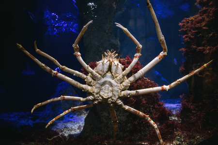 Giant sea spider at aquarium in Zoo.の写真素材