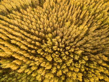 Aerial view of trees during autumn on sunny day in a forest. 