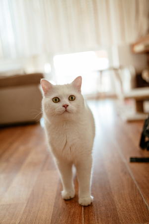 White beautiful cute cat standing at the living room floor and waiting for something.の写真素材