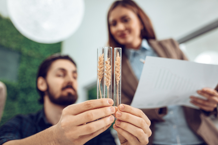 University biologists colleagues checking a quality of wheat and analysing of the sample of plant in the lab tube.の写真素材