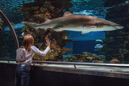Young girl standing outstretched against aquarium glass fascinated by the shark.の写真素材