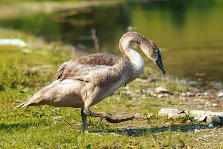 Close-up of a young swan (also known as cygnets) enters the lake to swim during the summer.の写真素材