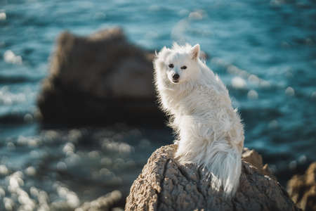 Young white spitz sitting and enjoying sunny day on top of a large rock near the sea.の写真素材