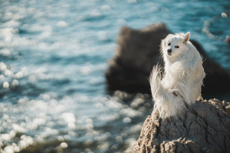 Young white spitz sitting and enjoying sunny day on top of a large rock near the sea.の写真素材