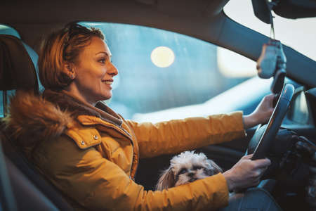 Beautiful young fashion woman is spending time with her cute pet dog . She is driving a car with...
