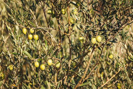 Olives on olive tree in autumn.の写真素材